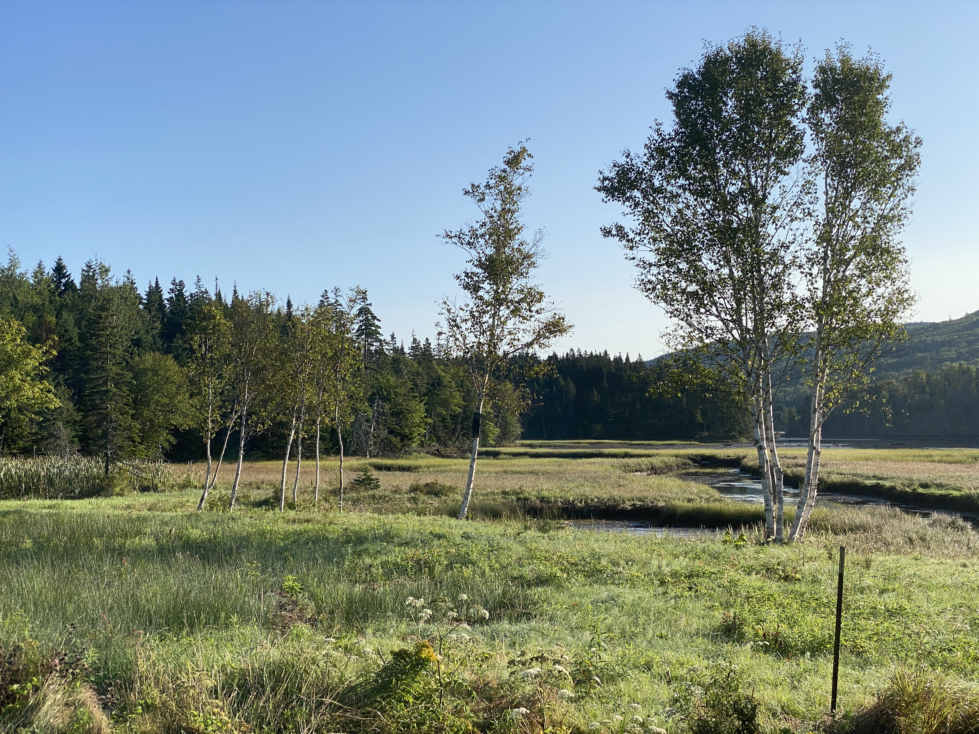 Salt Marsh