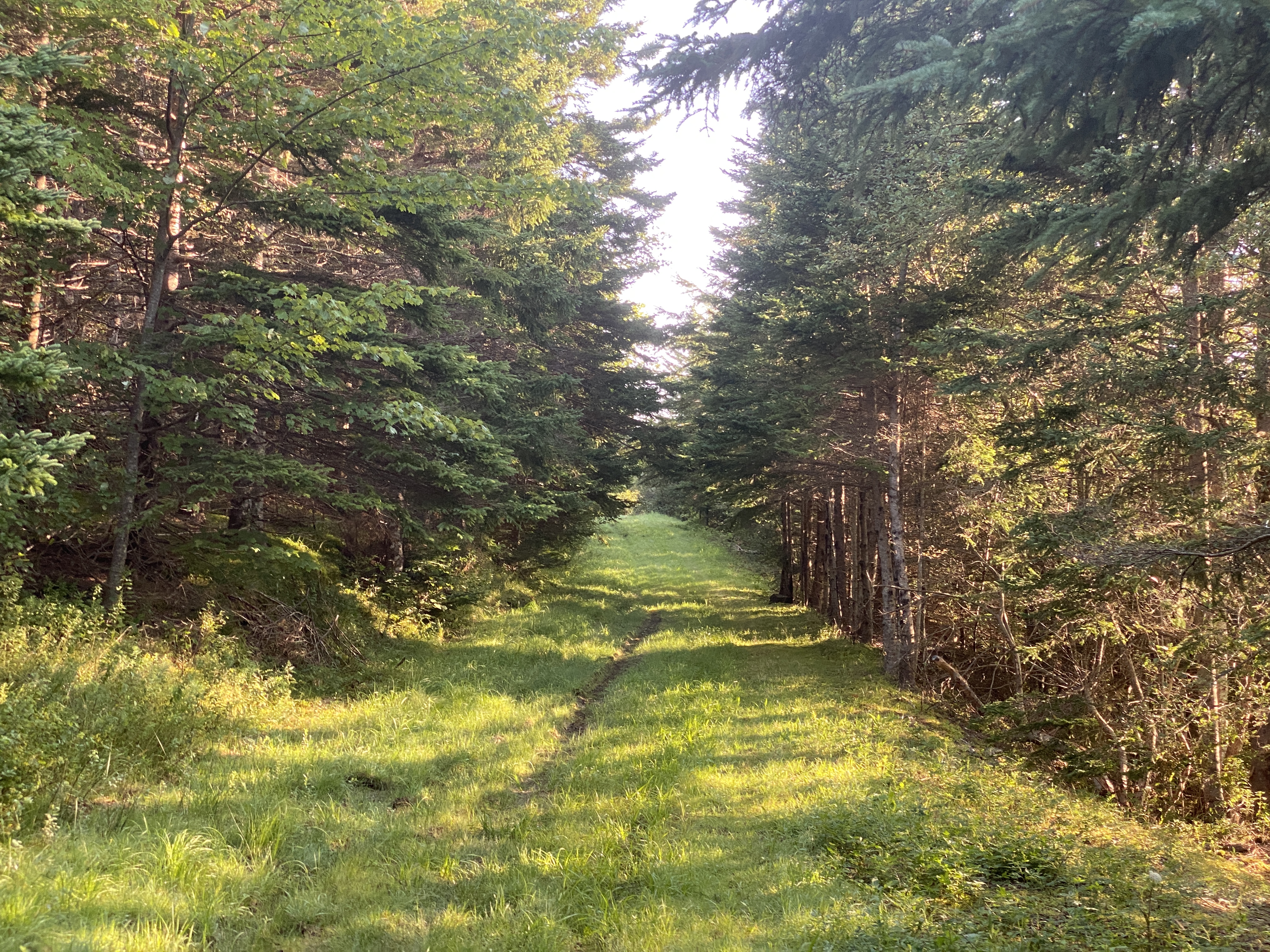 Wooded Path