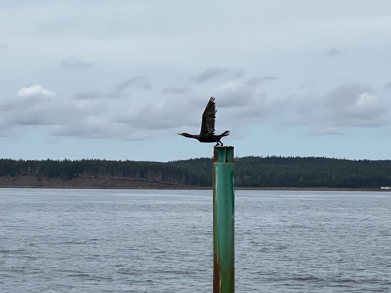 Taking Flight Taking Flight