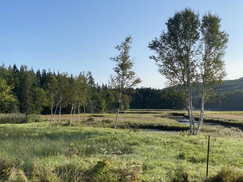 Salt Marsh