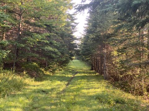 Wooded Path